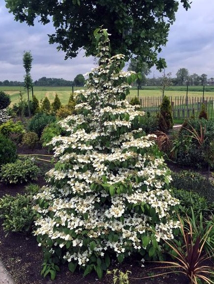 Viburnum plicatum Kilimanjaro ®
